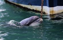 Dolphin-1.jpg
