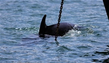 Dolphin-2.jpg